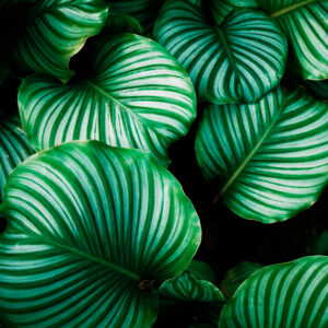 Follaje Tropical en Detalle